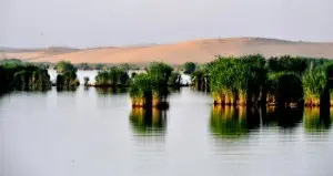 NINGXIA